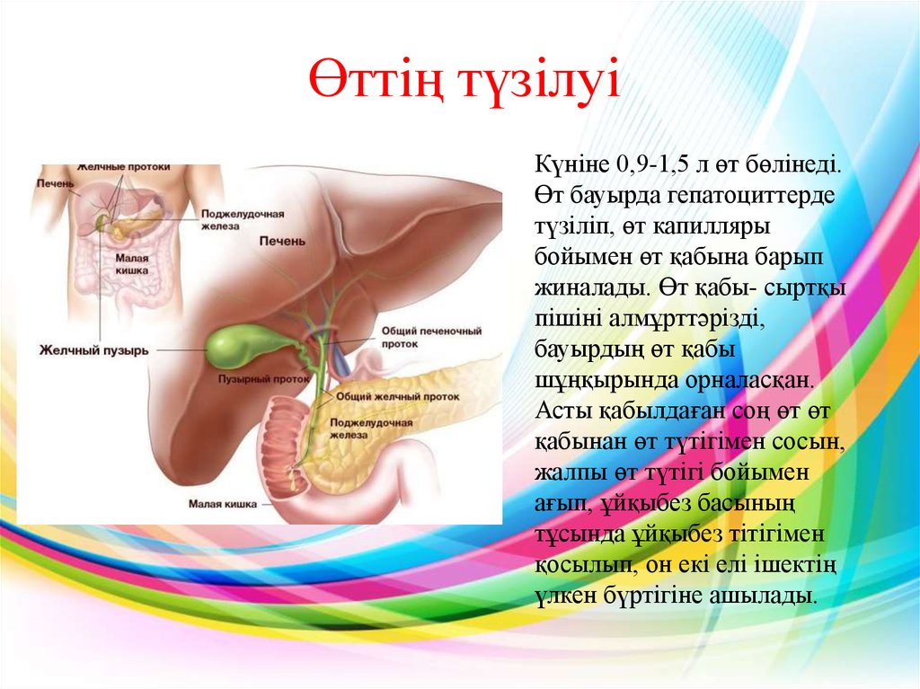 Бауыр патологиясы презентация