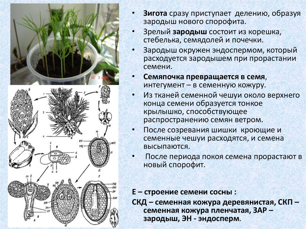 Что является спорофитом у водорослей. Семенная чешуя голосеменных. Процесс прорастания спорофита. Спорофит голосеменных. Эндосперм голосеменных растений.