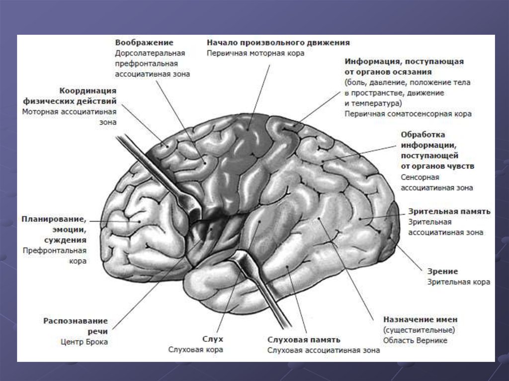 Где находятся мозги. Фронтальная зона коры головного мозга. Префронтальные отделы головного мозга. Префронтальная область коры головного мозга. Префронтальная кора головного мозга и лобные доли.