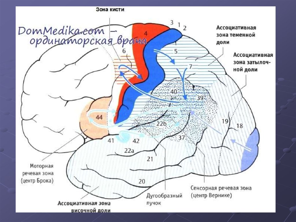 Первичные вторичные третичные нарушения. Зоны ТПО головного мозга. Синдром поражения зоны ТРО. Зона ТРО мозга это. Зона TPO коры.