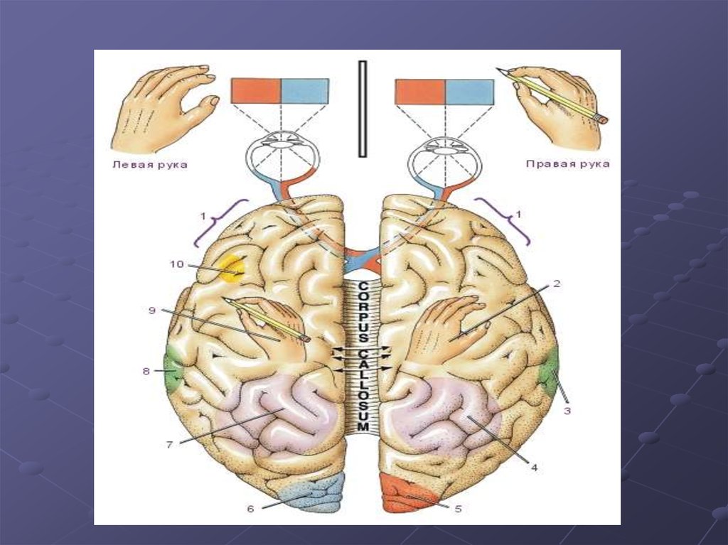 Brain 84. Электрические явления в коре головного мозга.