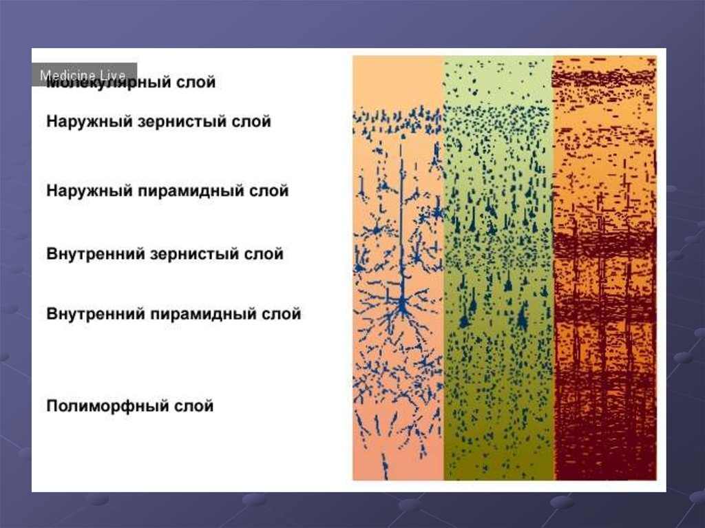 Кора больших полушарий гистология препарат рисунок