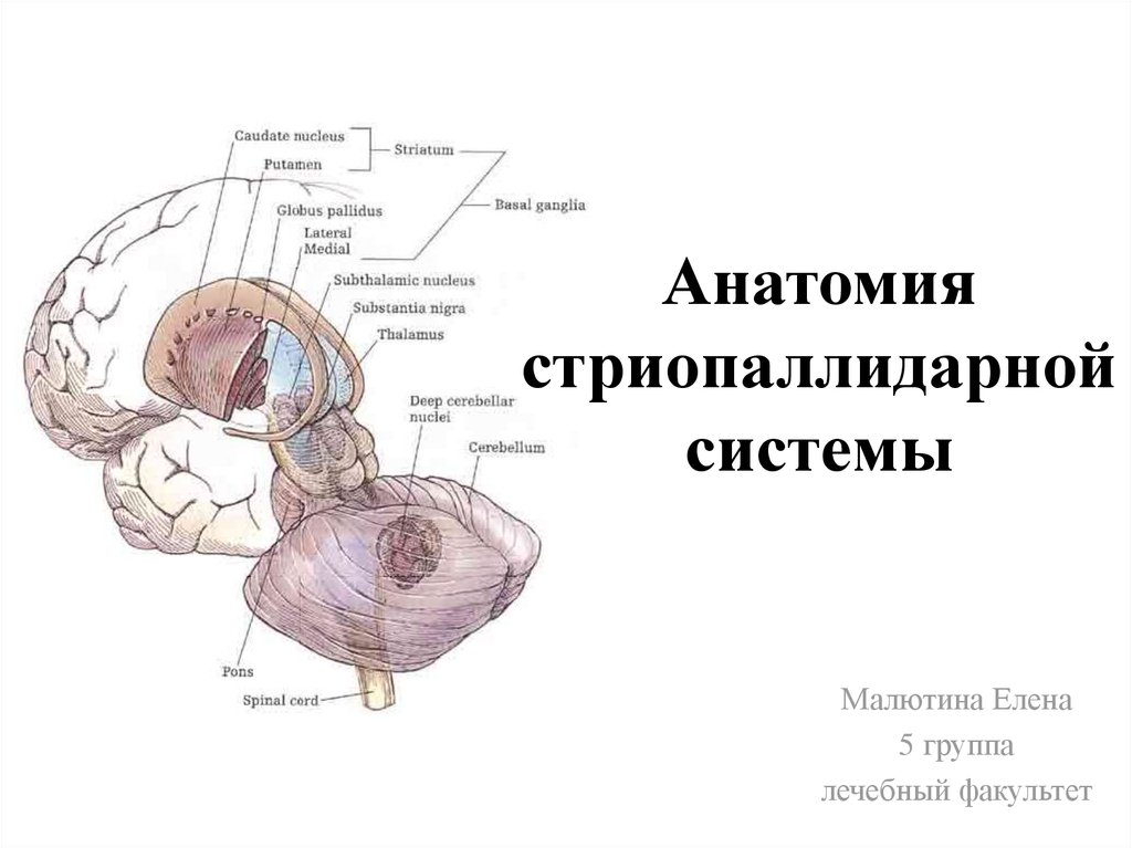 Схема стриопаллидарной системы