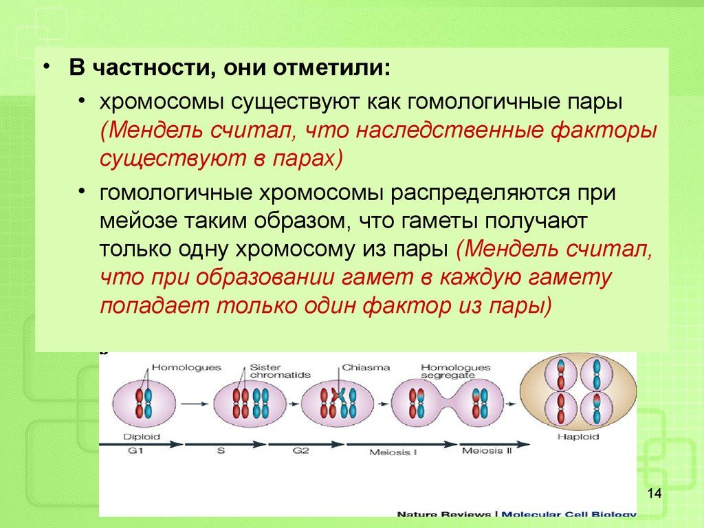 Признаки гомологичных хромосом. Пары гомологических хромосом. Гомологичные хромосомы в мейозе. Пара гомологичных хромосом. Распределение хромосом при мейозе.