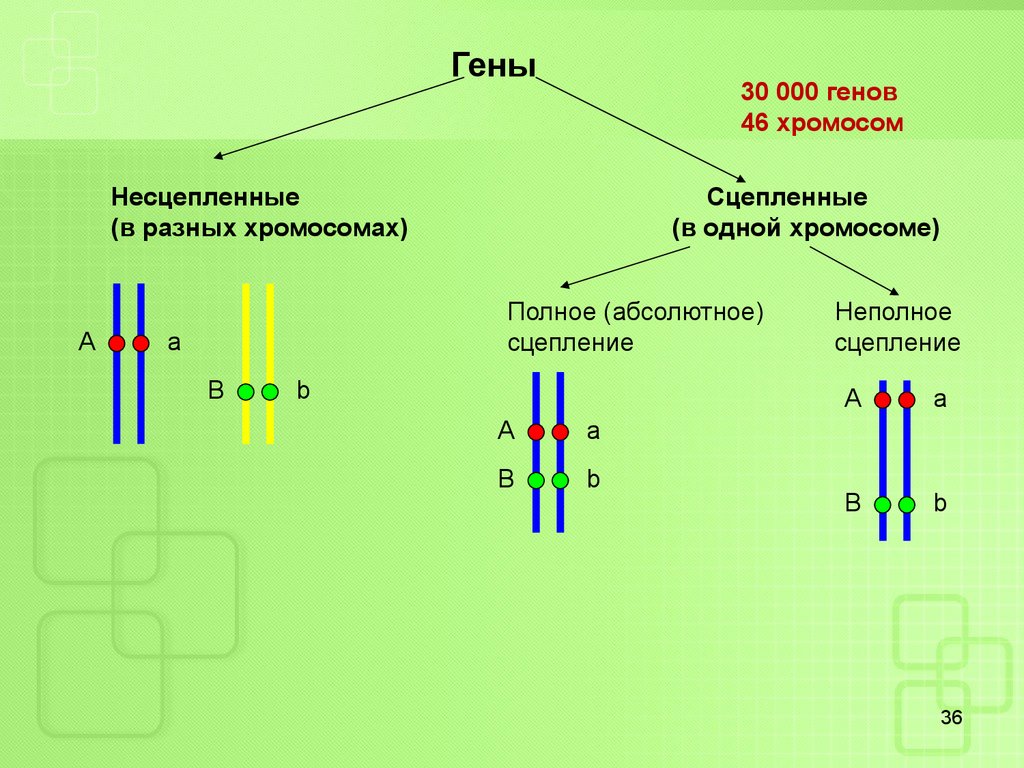 Обе пары генов расположены в разных хромосомах. Сцепленные и несцепленные гены. Сцепленное и несцепленное наследование. Неполное сцепление генов схема. Пара гомологичных хромосом сцепленное наследование.