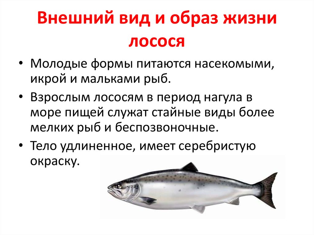 Какая рыба является. Семейство лососевых рыб список. Дальневосточная рыба семейства лососевых. Рыбы семейства лососевых список и фото. Лосось внешний вид.