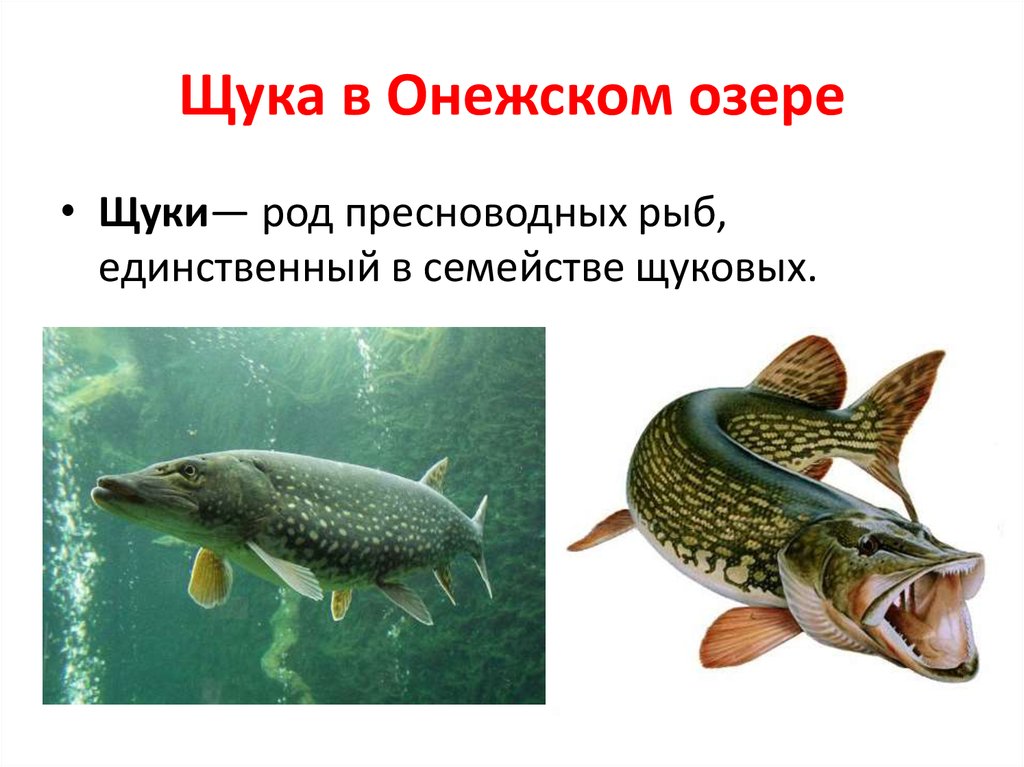 Какие рыбы водятся в озере