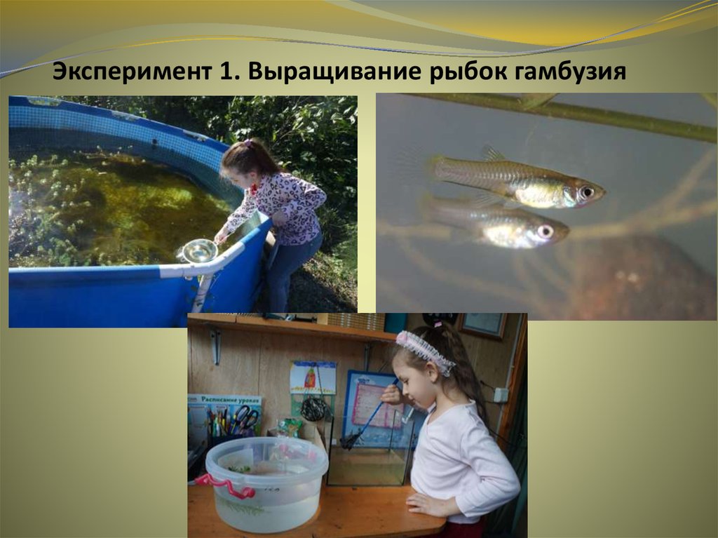 Эксперимент 1. Выращивание рыбок гамбузия