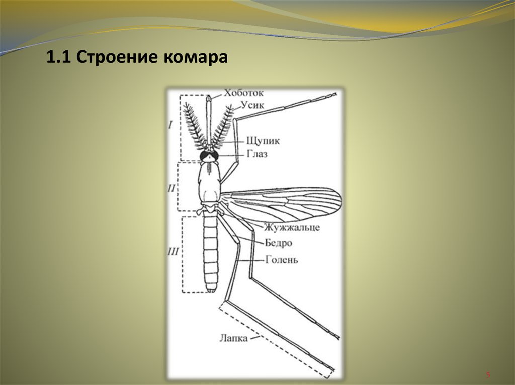 1.1 Строение комара