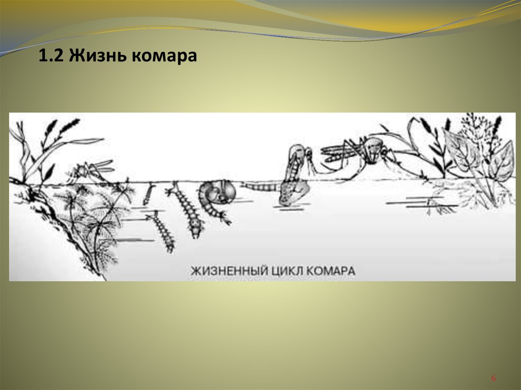 1.2 Жизнь комара