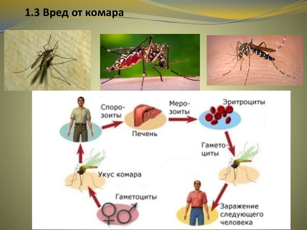 Комар презентация для детей