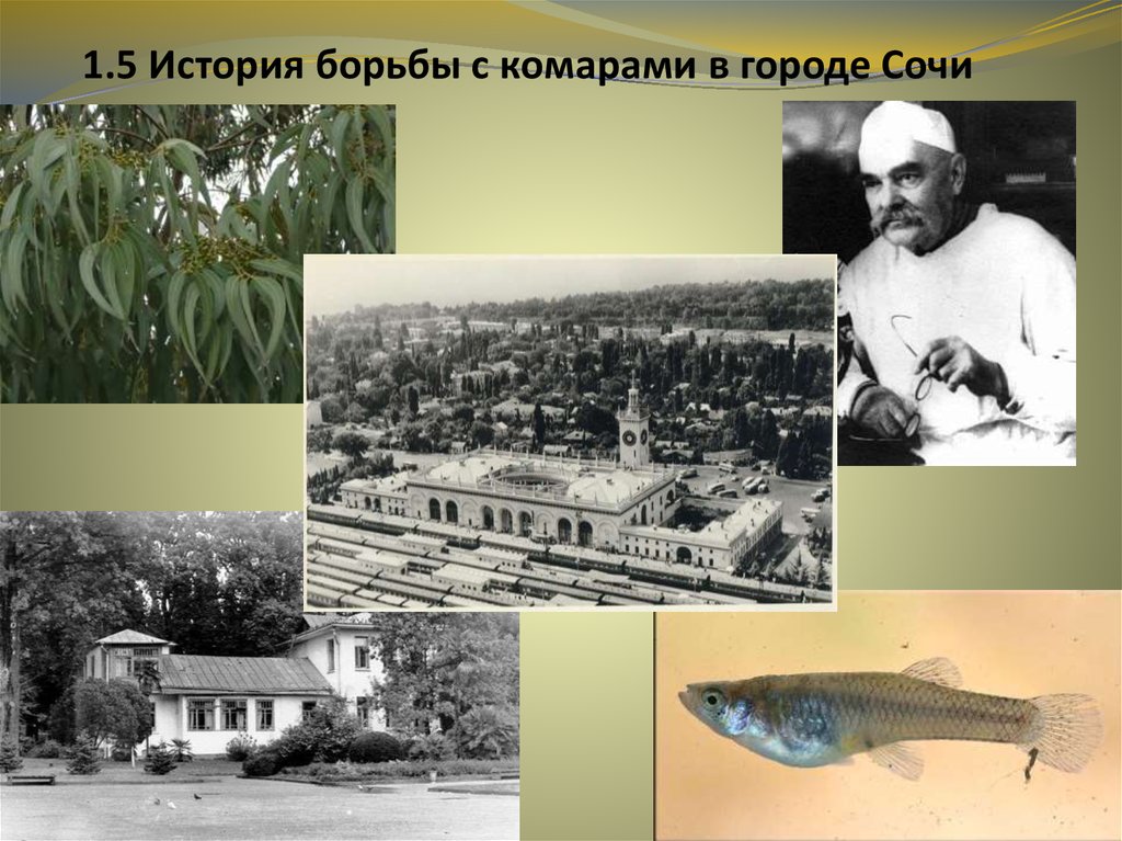 1.5 История борьбы с комарами в городе Сочи
