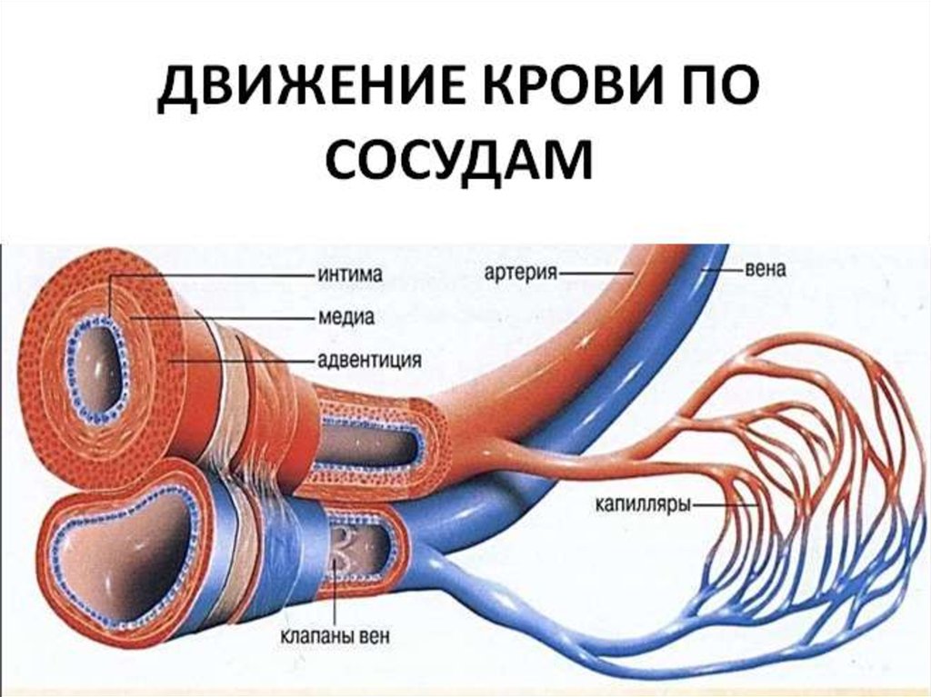 Движение кровеносных сосудов. Движение крови по сосудам. Движение крови п тсосудам. Движение крови в капиллярах. Кровь по сосудам движется.