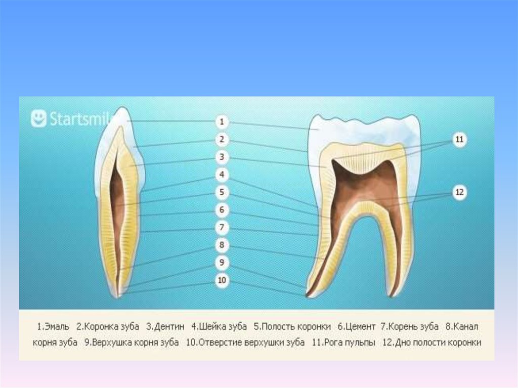 2 корня в зубе. Анатомия зуба коронка шейка корень. Строение корневых зубов. Зуб 2 7 строение пульпы.
