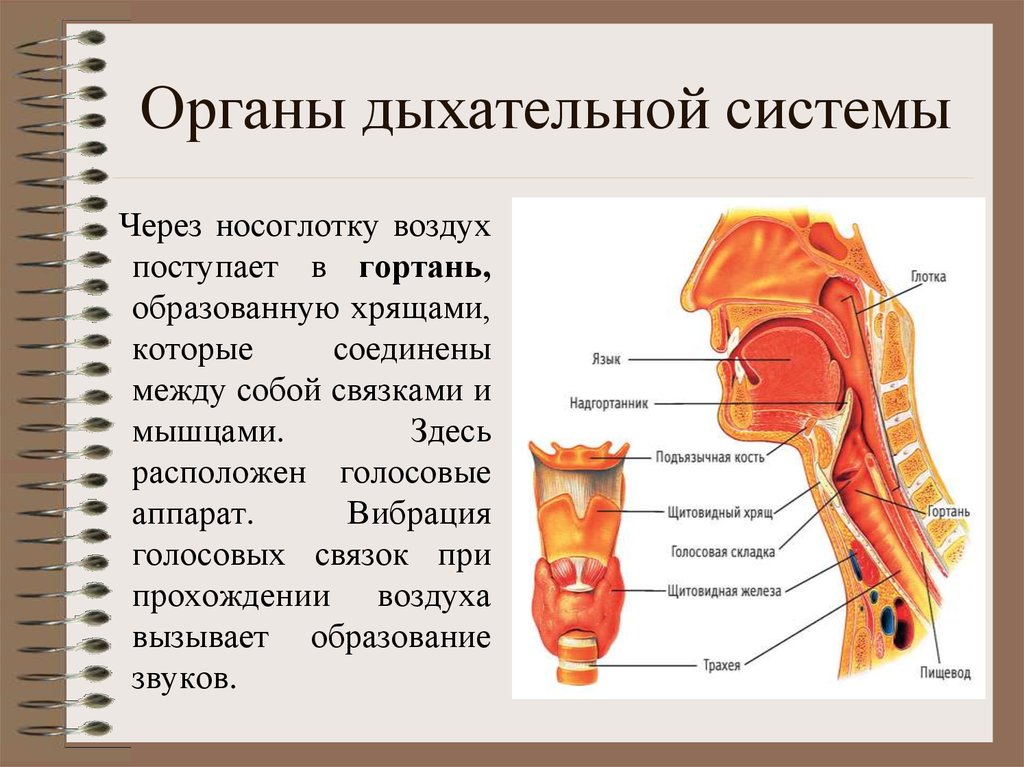 Функции гортани в дыхательной