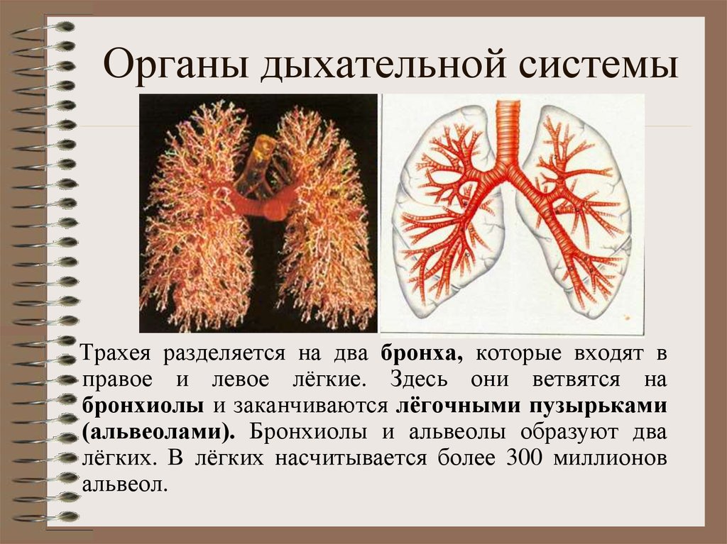 Орган дыхания трахея. Бронхи ветвятся и заканчиваются. Разделяется на два бронха. Трахея разделяется на. Трахея бронхи бронхиолы.