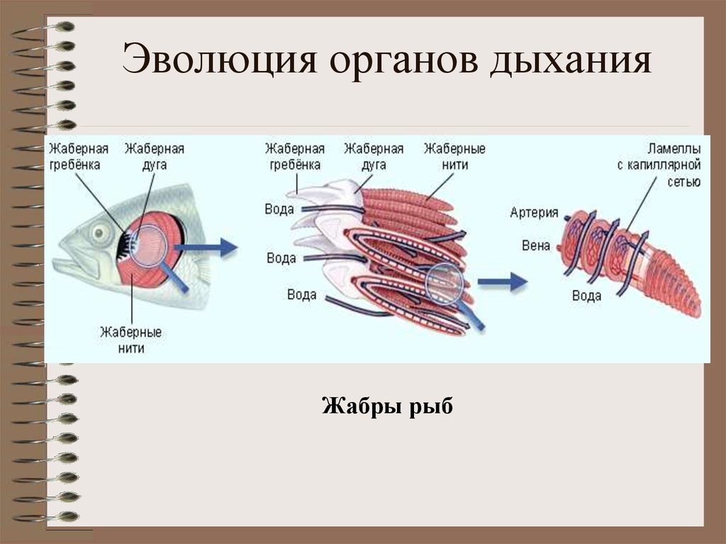 Презентация эволюция дыхательной системы животных 7 класс