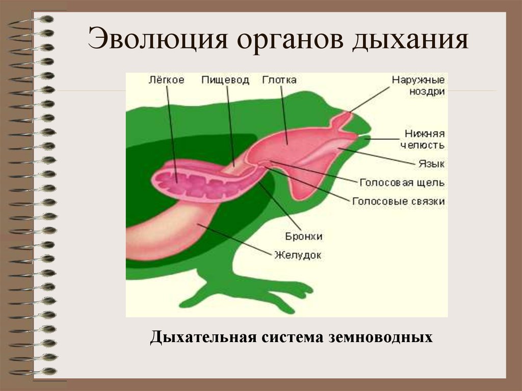 Эволюция дыхательной системы презентация 7 класс