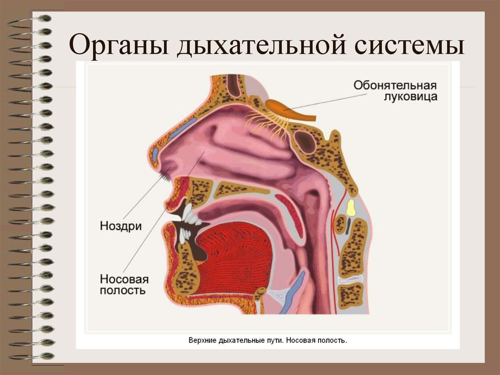 Носовая полость. Строение анализатора обоняния. Рецепторы обонятельного анализатора. Строение обонятельной системы человека.