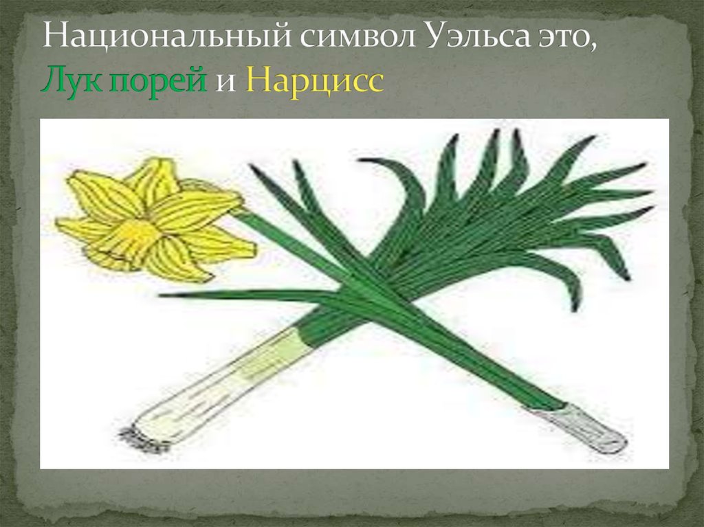 Какой символ уэльса. Лук-порей символ Уэльса. Лук порей и Нарцисс символы Уэльса. Уэльс Нарцисс и лук порей. Национальный символ Уэльса.