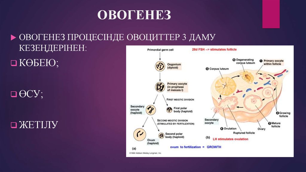 Овогенез картинка егэ