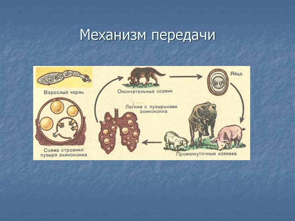 Эхинококк хозяин. Окончательный хозяин эхинококка. Холера механизм передачи схема. Эхинококк механизм передачи. Эхинококкоз механизм передачи.