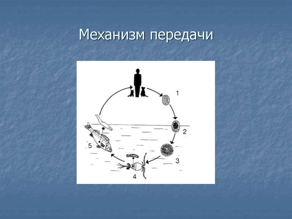 Механизм передачи