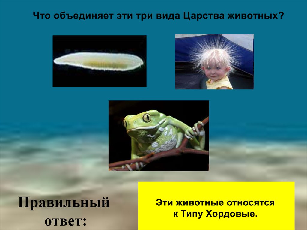 Класс Ланцетники - презентация онлайн