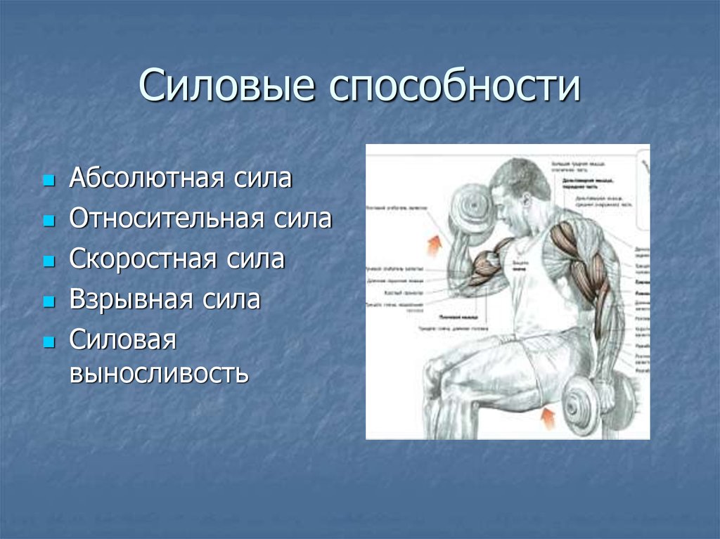 Абсолютная сила определить. Силовые способности. Виды силовых способностей. Виды собственно силовых способностей. Сила и силовые способности.