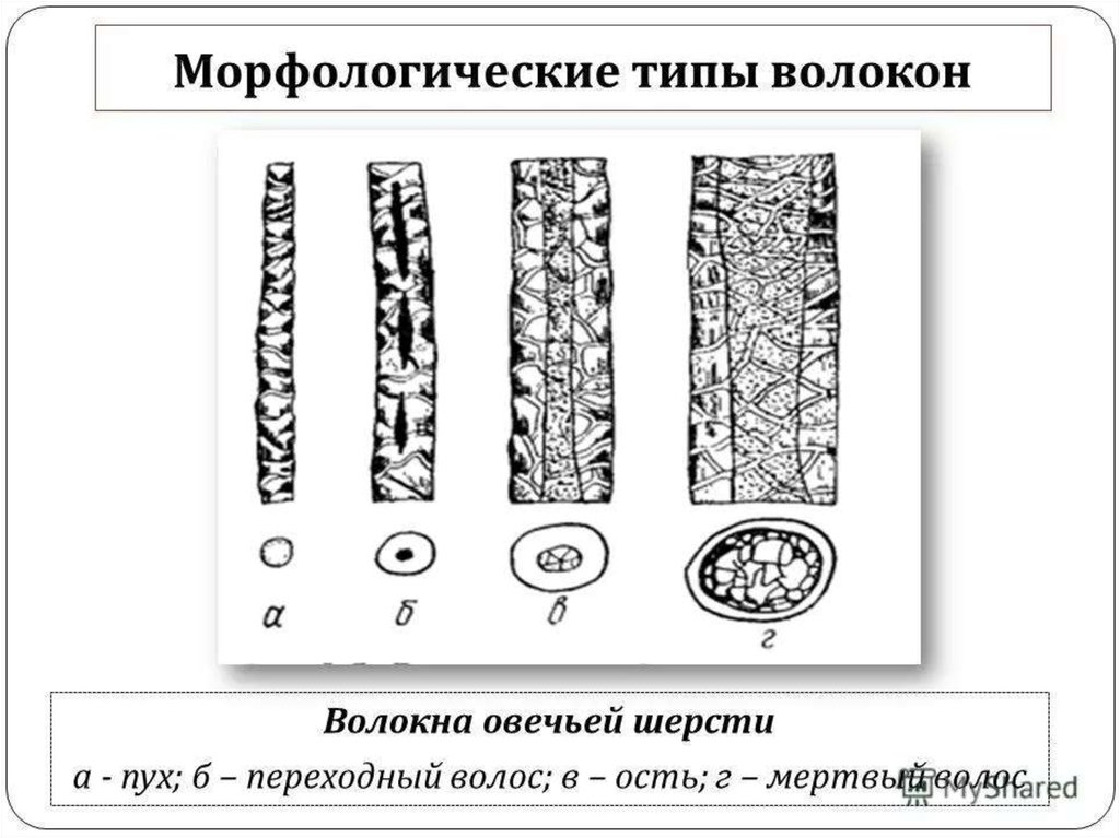 Строение волокон. Проводящие элементы ксилемы голосеменных растений. И трахеиды древесины (Ксилема).. Гистологические элементы ксилемы. Проводящие элементы ксилемы (древесины) – трахеиды.