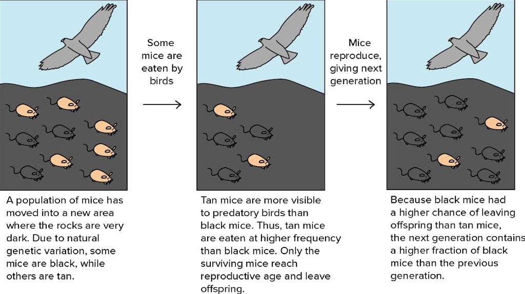 The Relationship Between Genetic Variation And Evolution Online