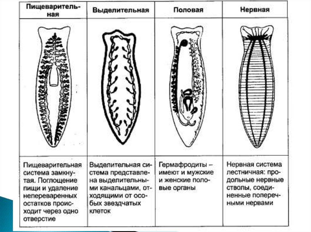 Органы плоских червей. Схема пищеварительной системы планарии. Схема выделительной системы планарии. Система органов плоских червей планарии белой. Строение систем органов планарии.