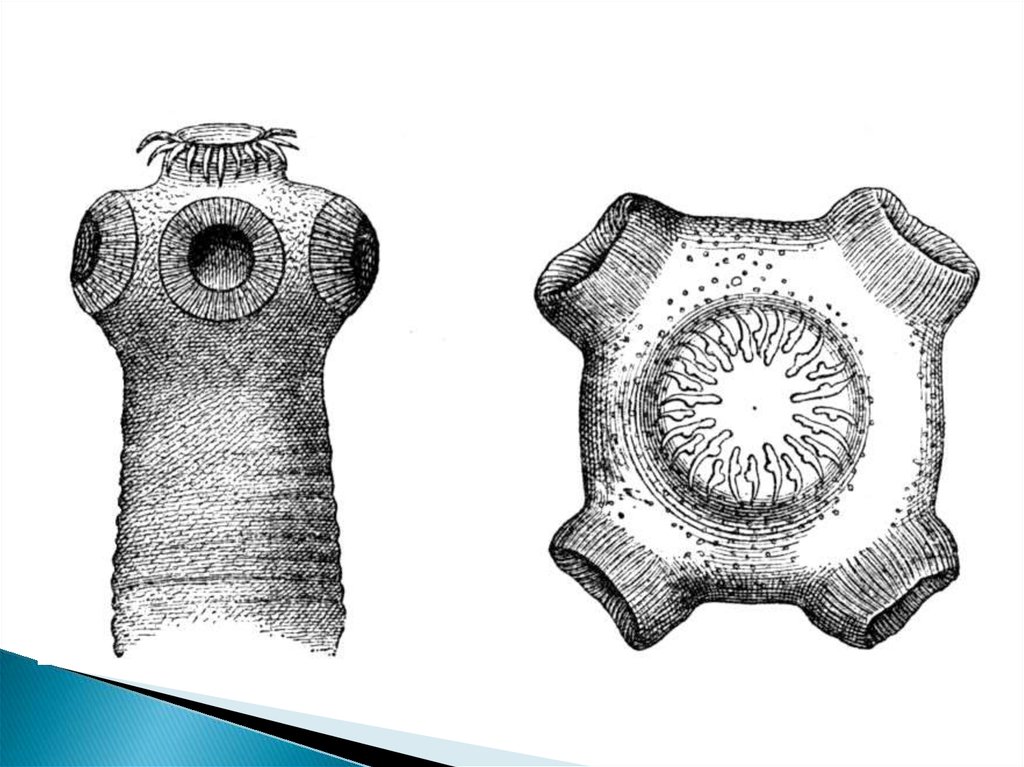 Сколекс свиного цепня рисунок