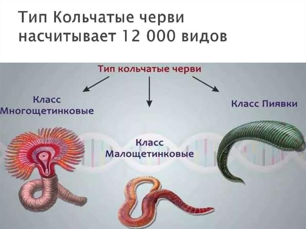 Тип кольчатые черви презентация 7 класс биология