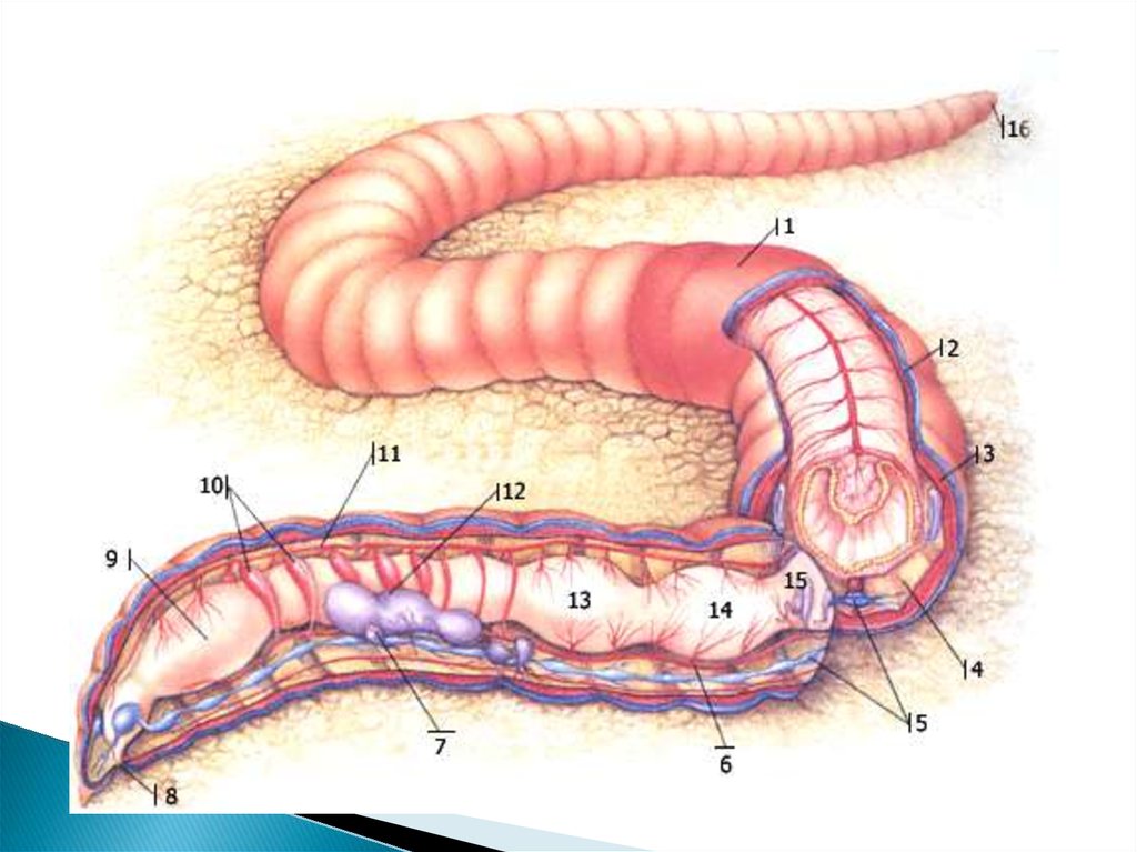 Кольцевые сосуды дождевого червя. Анатомия дождевого червя. Анатомия кольчатого червя. Строение тела кольчатого червя.