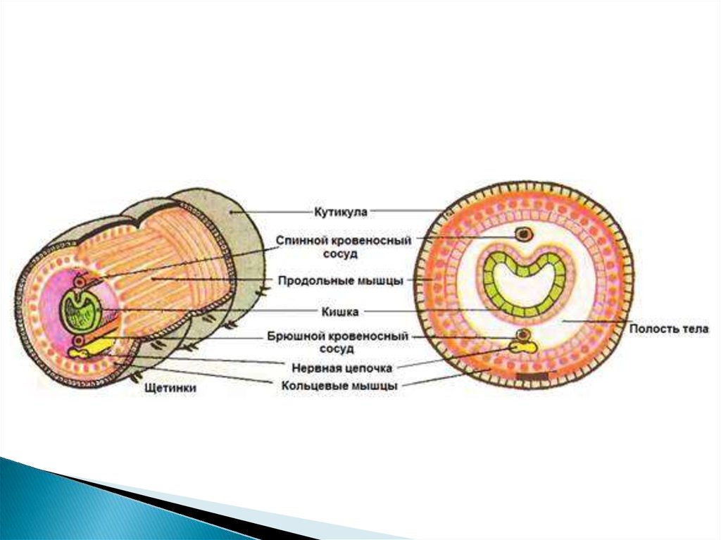 Наличие первичной полости тела у каких червей. Кутикула эпителий продольные мышцы кольцевые мышцы. Полость тела плоских червей.