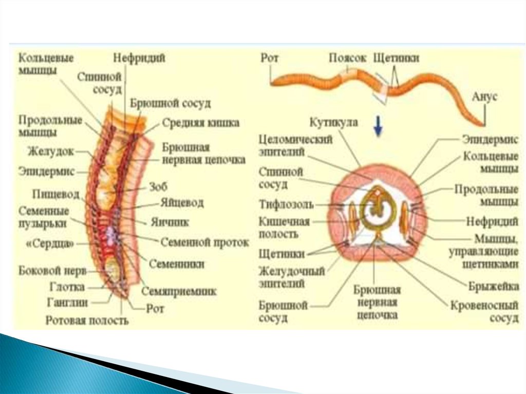 Тело червей разделено на. Кольчатые черви эндокринная система. Полость тела кольчатых червей 7 класс. Строение вторичной полости тела кольчатых червей. Целом у дождевого червя.