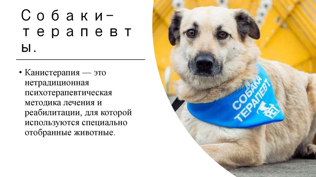 Собаки-терапевты.