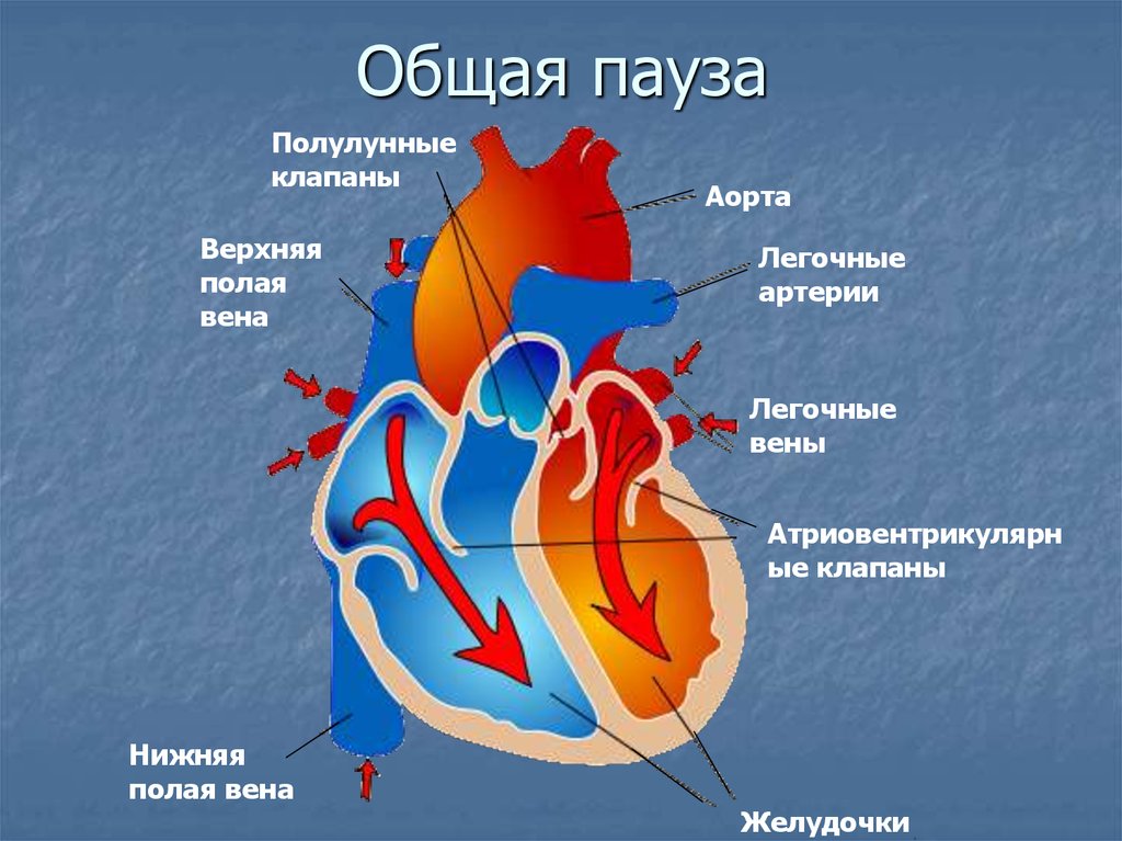 Сердце и клапаны схема