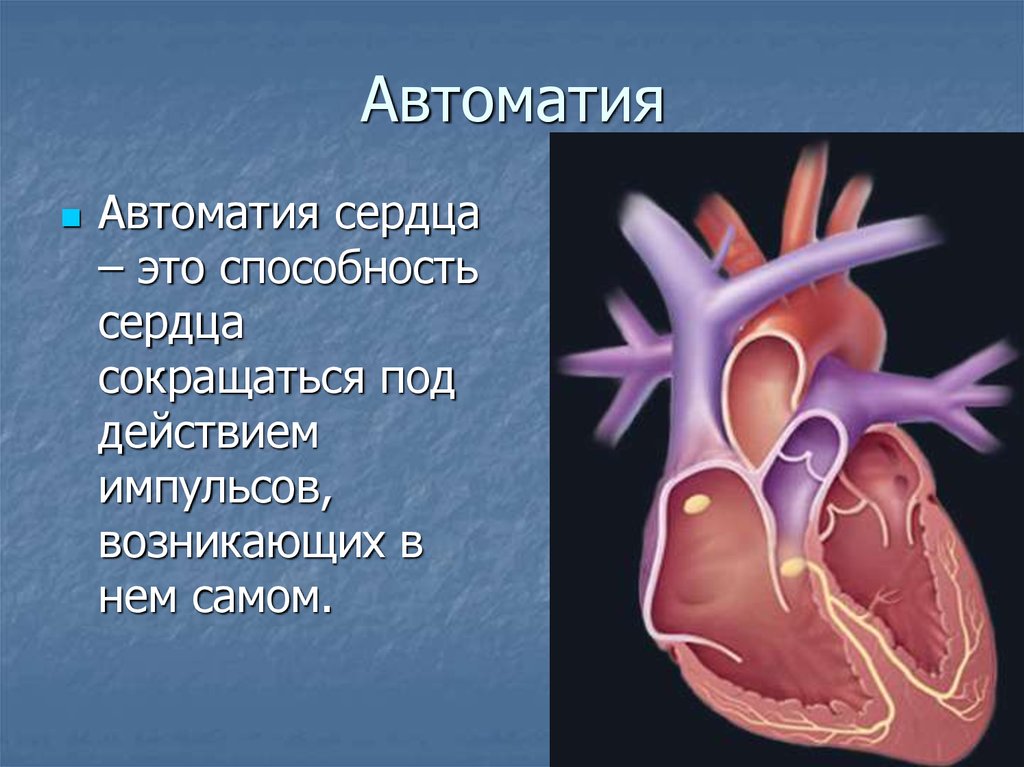 Автоматия. Автоматия сердца физиология. Градиент автоматии сердца физиология. Автоматия сердца градиент автоматии физиология. Автоматия сердечной мышцы.