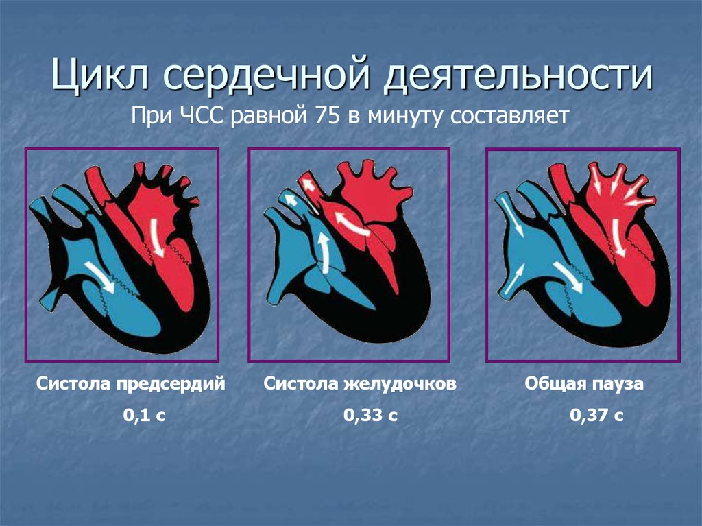 Сокращение предсердий в сердечном цикле. Сердечный цикл систола предсердий систола желудочков диастола. Фазы сердечного цикла сокращение предсердий. Фазы сердечного цикла схема. Фаза сердечного цикла систола желудочков.