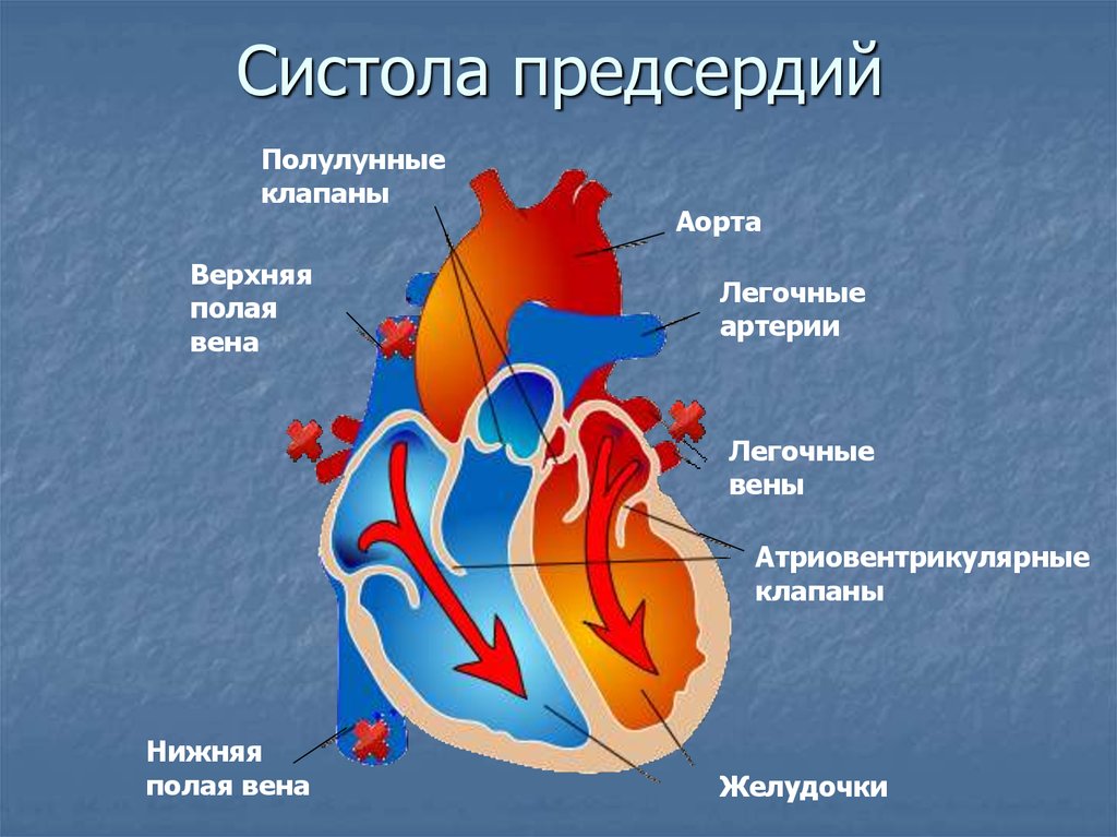 Во время систолы предсердий открыты. Клапаны сердца анатомия систола. Систола предсердий полулунный клапан. Строение сердца атриовентрикулярный клапан. Физиология сердца систола.