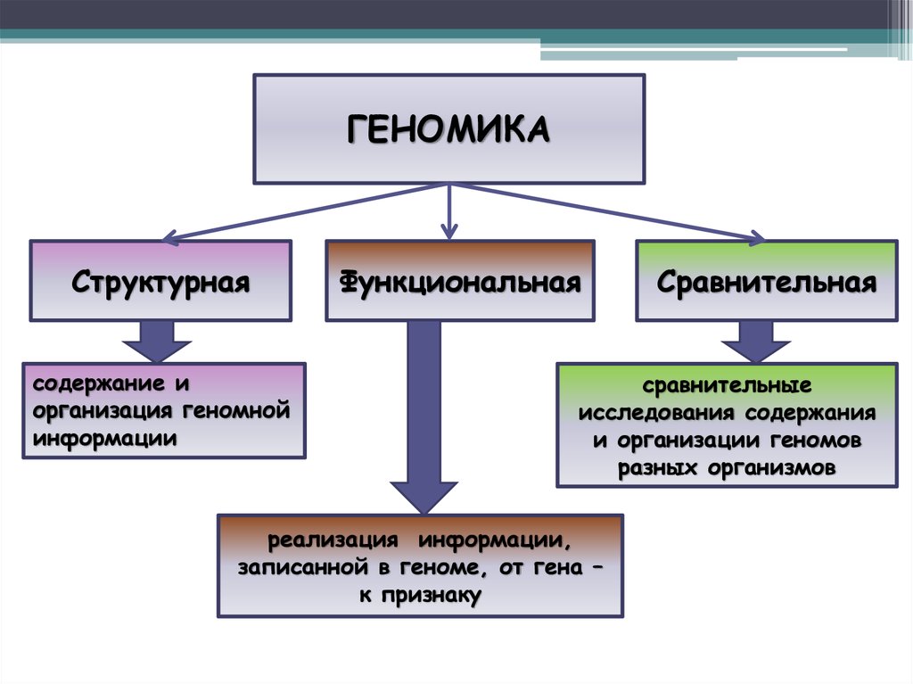 Геномика. Структурная геномика. Сравнительная геномика. Задачи структурной геномики. Геномика презентация.