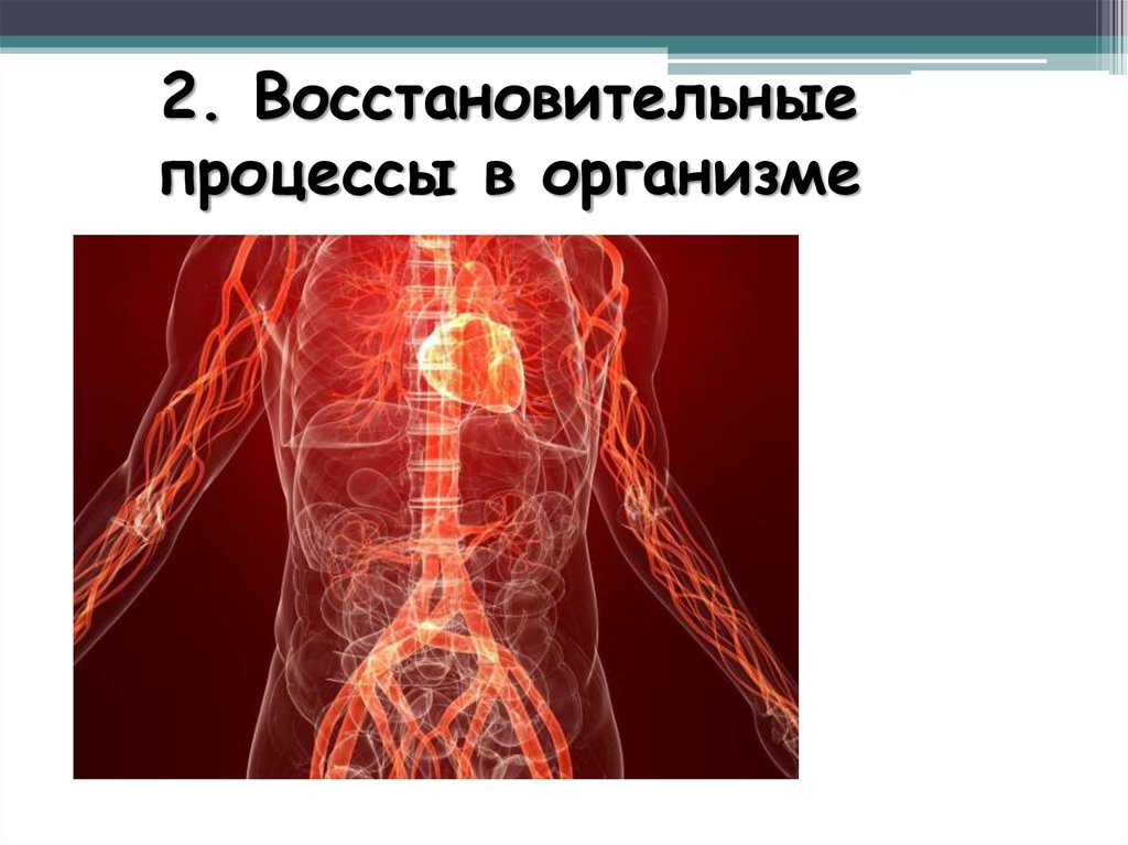 Восстановительный процесс. Восстановительные процессы в организме. Восстановительные процессы в организме человека. Восстановительные процессы в организме, формы регенерации.. Окислительно-восстановительные процессы в организме.