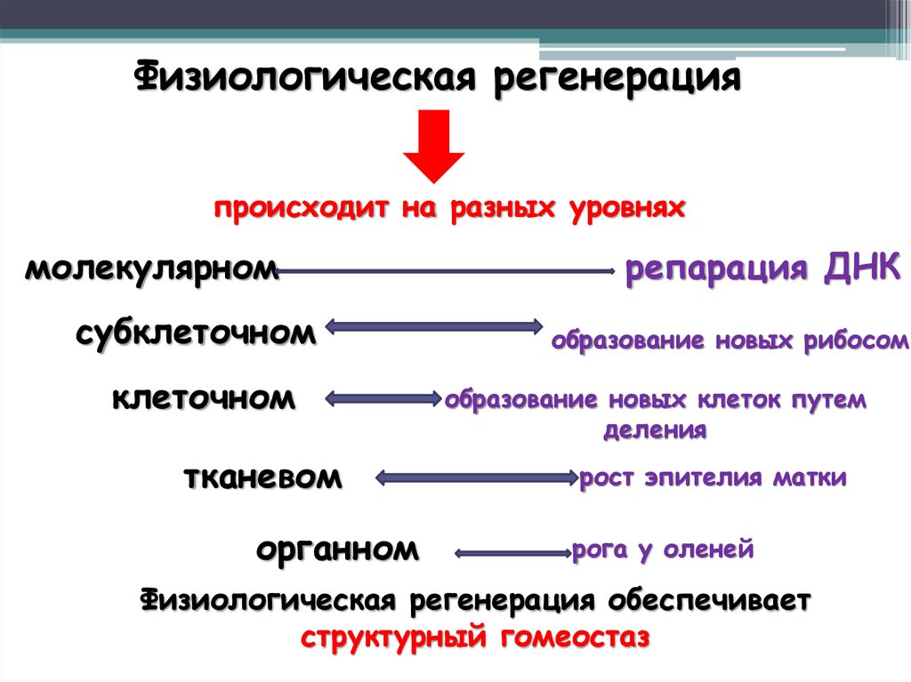 Регенерация человека презентация