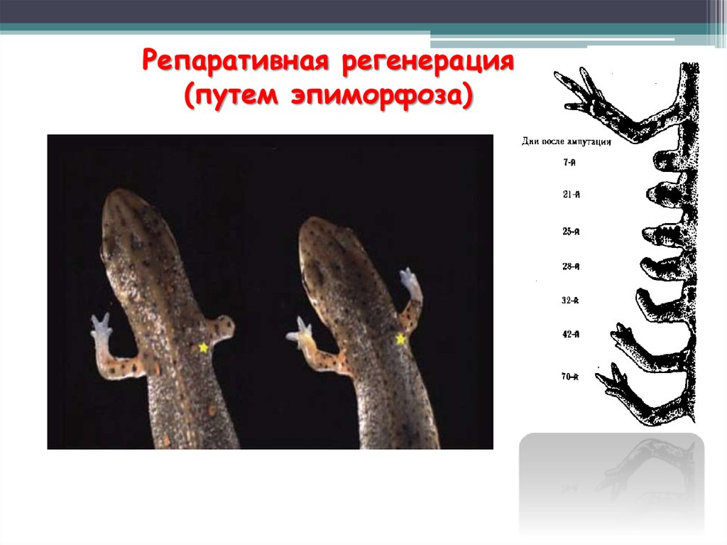 Регенерация человека презентация