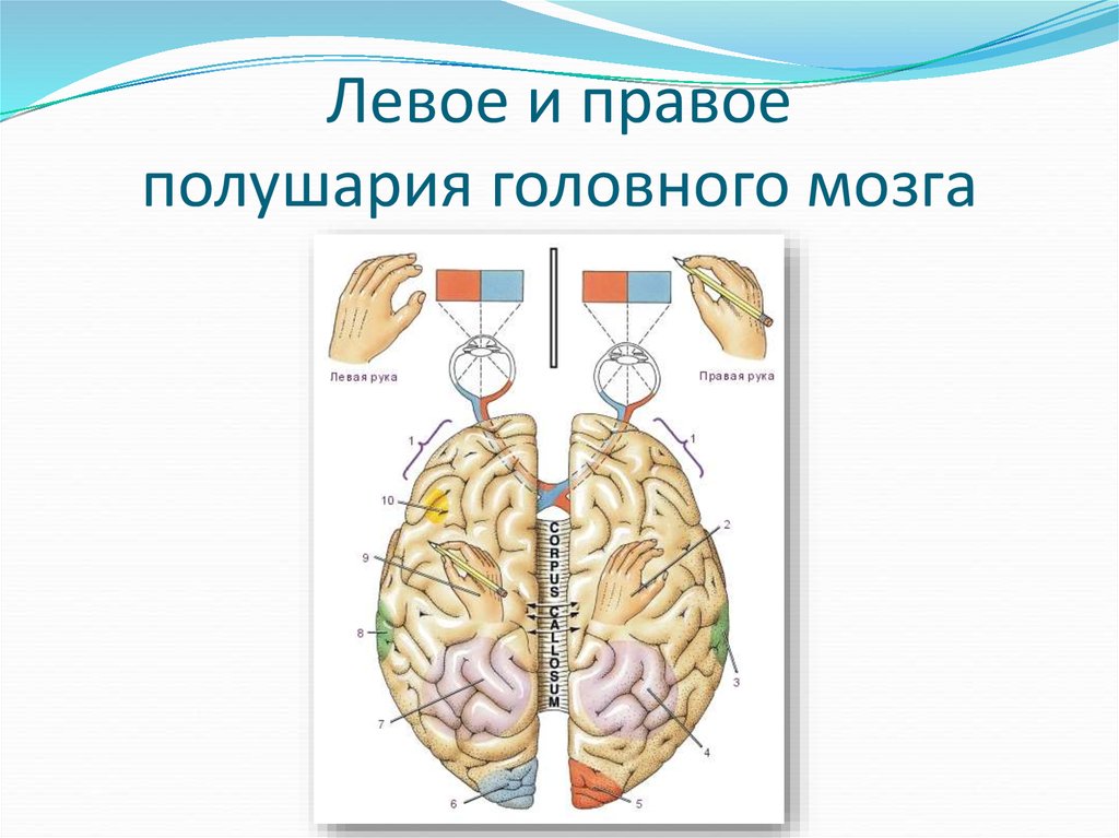 Левая гемисфера мозга