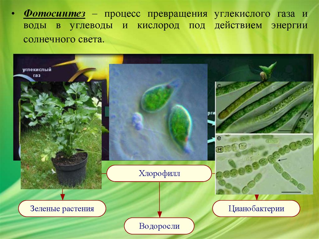 Возникновение фотосинтеза у прокариот. Фотосинтез. Фотосинтез растений. Растение фотосинтезирует. Фотосинтез примеры.