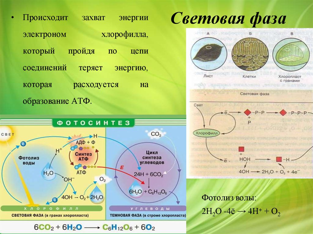 Расходуется атф фаза. Хлорофилл световая фаза. Фотосинтез схема. Схема процесса фотосинтеза. Фотолиз воды в клетках растений.