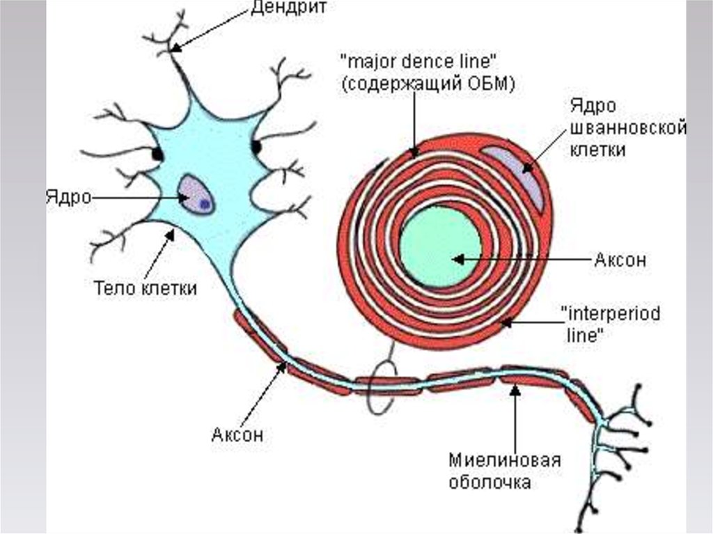 Клетки шванна. Строение нейрона что это клетка Шванна. Шванновская клетка и миелиновая оболочка. Шванновские клетки и миелин. Схема нейрона шванновская клетка.